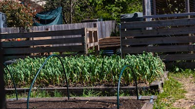 Casanova's Braidwood