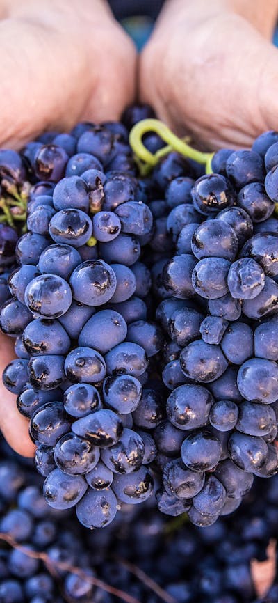 Two hands cup bunches of grapes against a background of grapes.