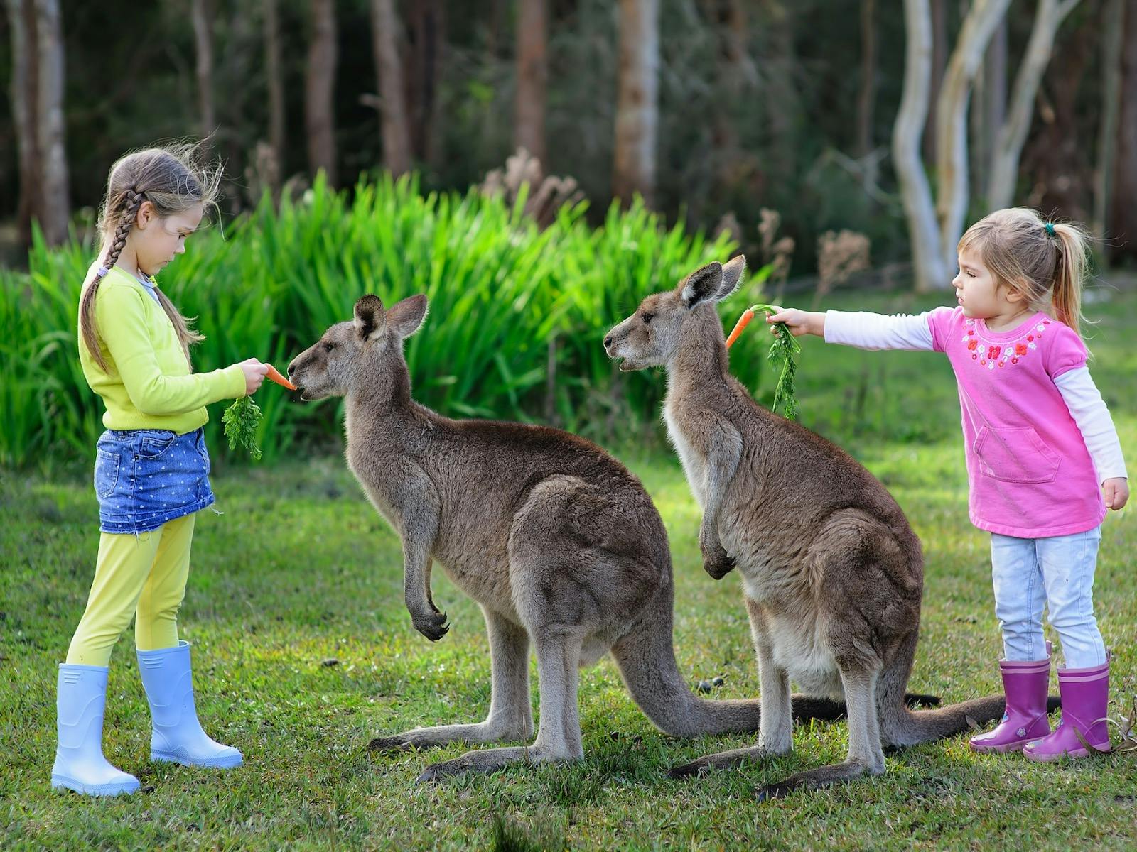 Australia Zoo – Home of the Crocodile Hunter