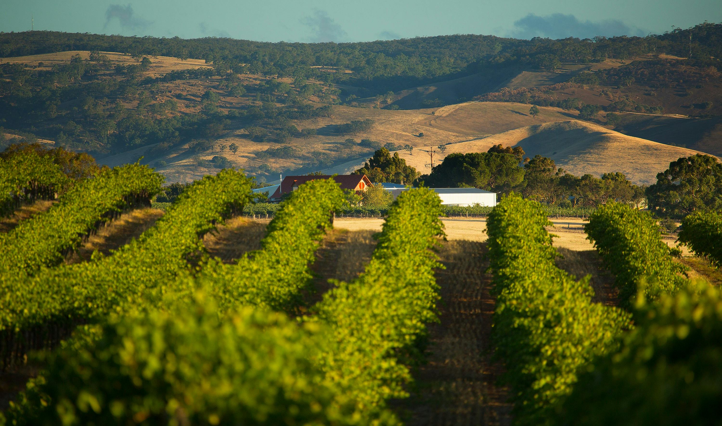 Vineyard