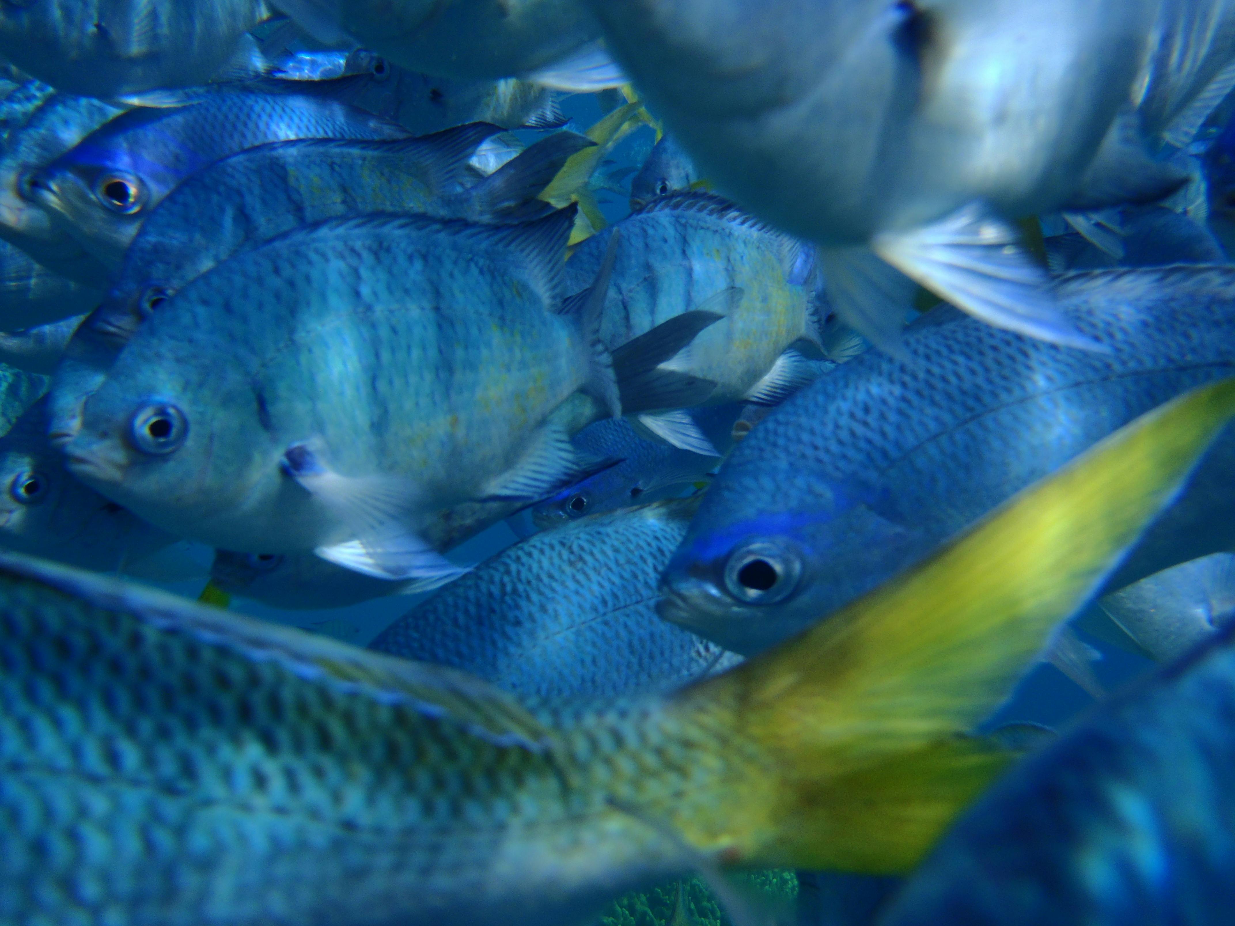 Seargent Majors, Fusiliers , Moon Fish, Parrot Fish and even Coral Trout come to visit us!