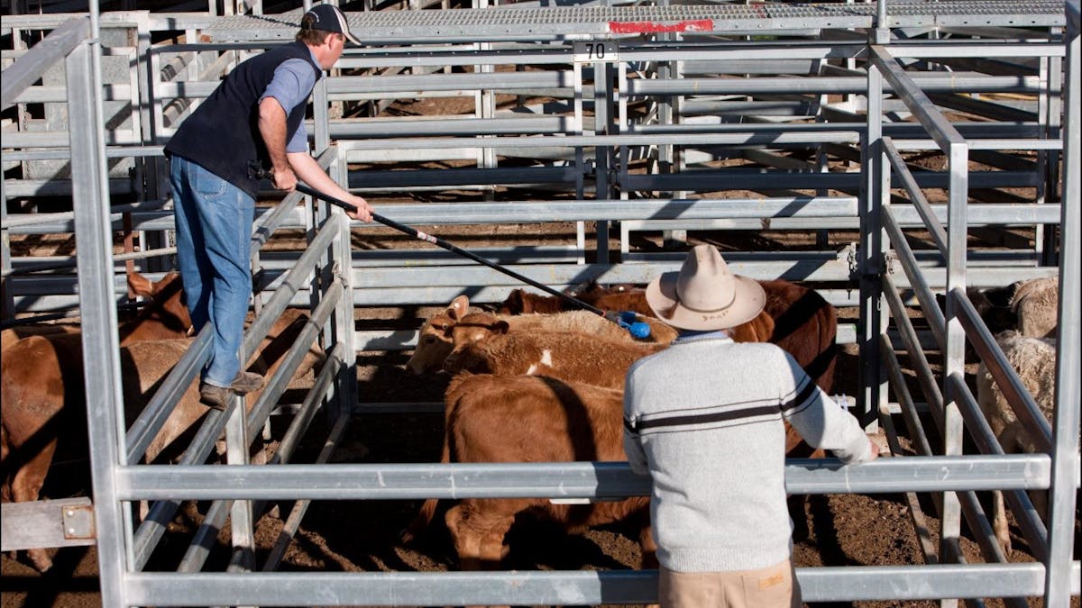 View a cattle sale in action.