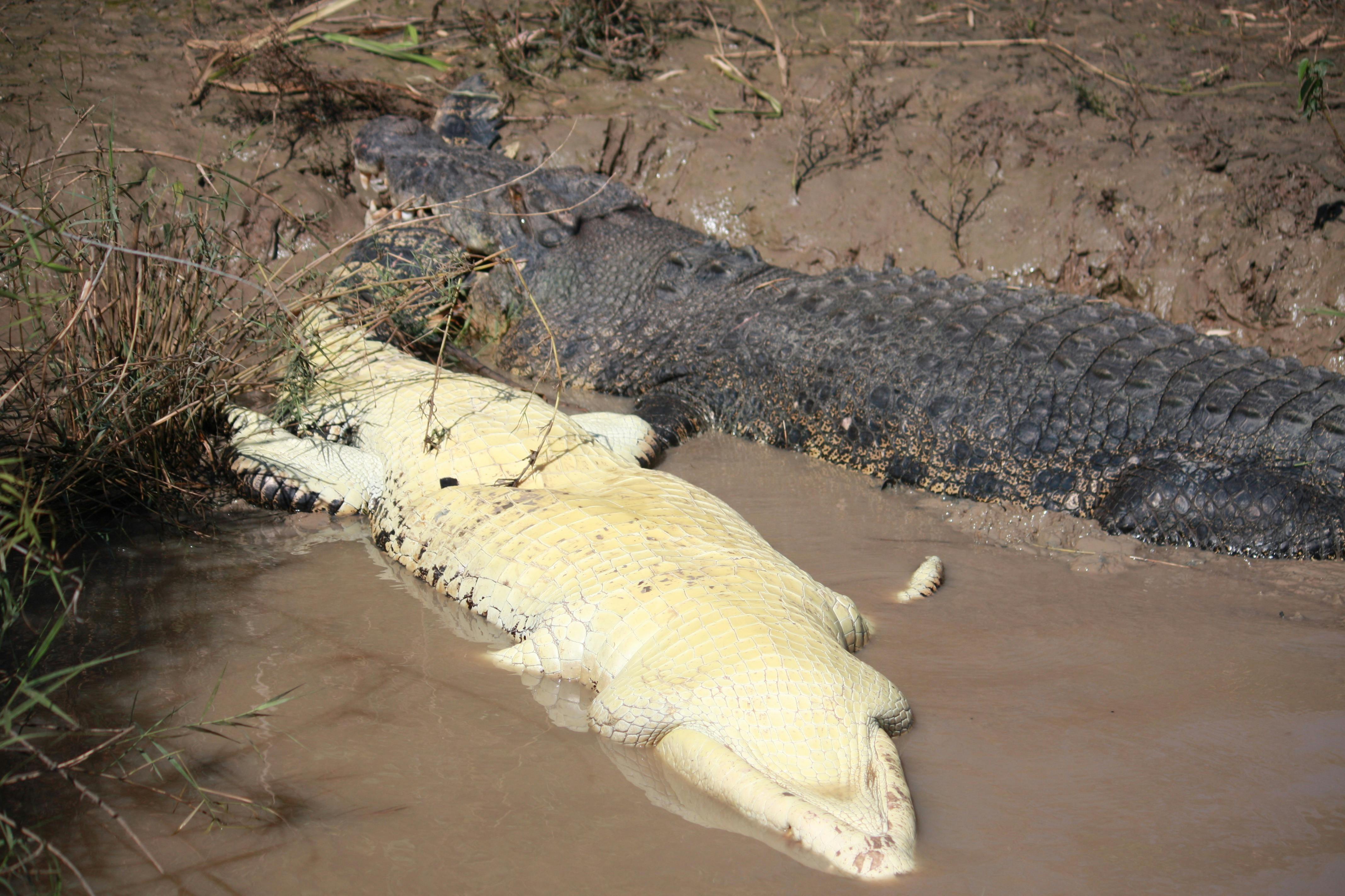 Why did he eat his mate?