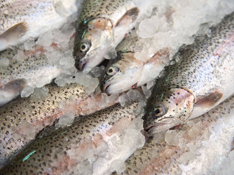 Rainbow trout on ice HD image