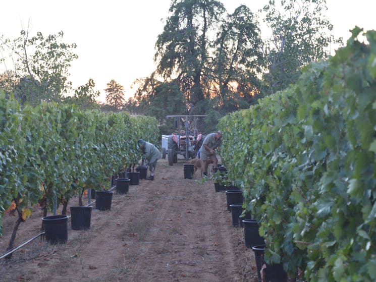 Hand harvesting at Anderson Winery