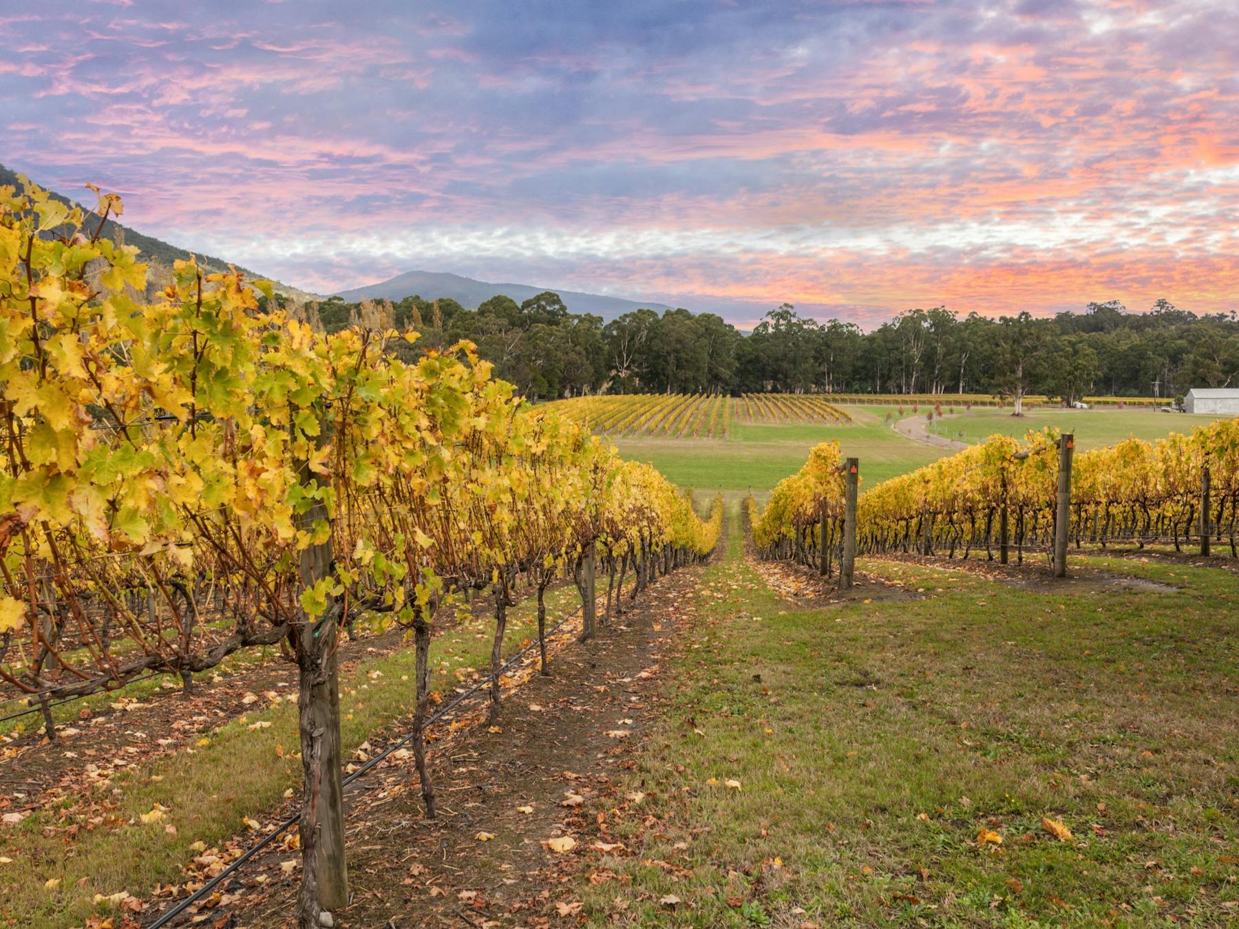 Yarra Valley Vineyard at sunset