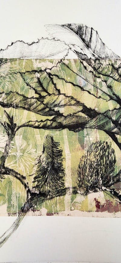 A print of Swamp Banksia (detail) by Jo Hollier