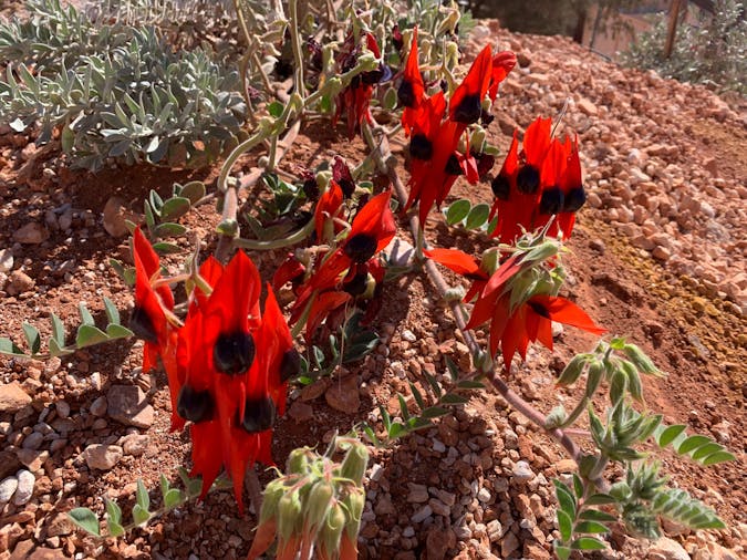10 Day Flinders Ranges and Outback South Australia Photography Tour