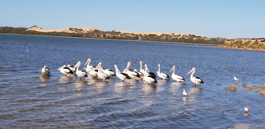 Coorong Your Way