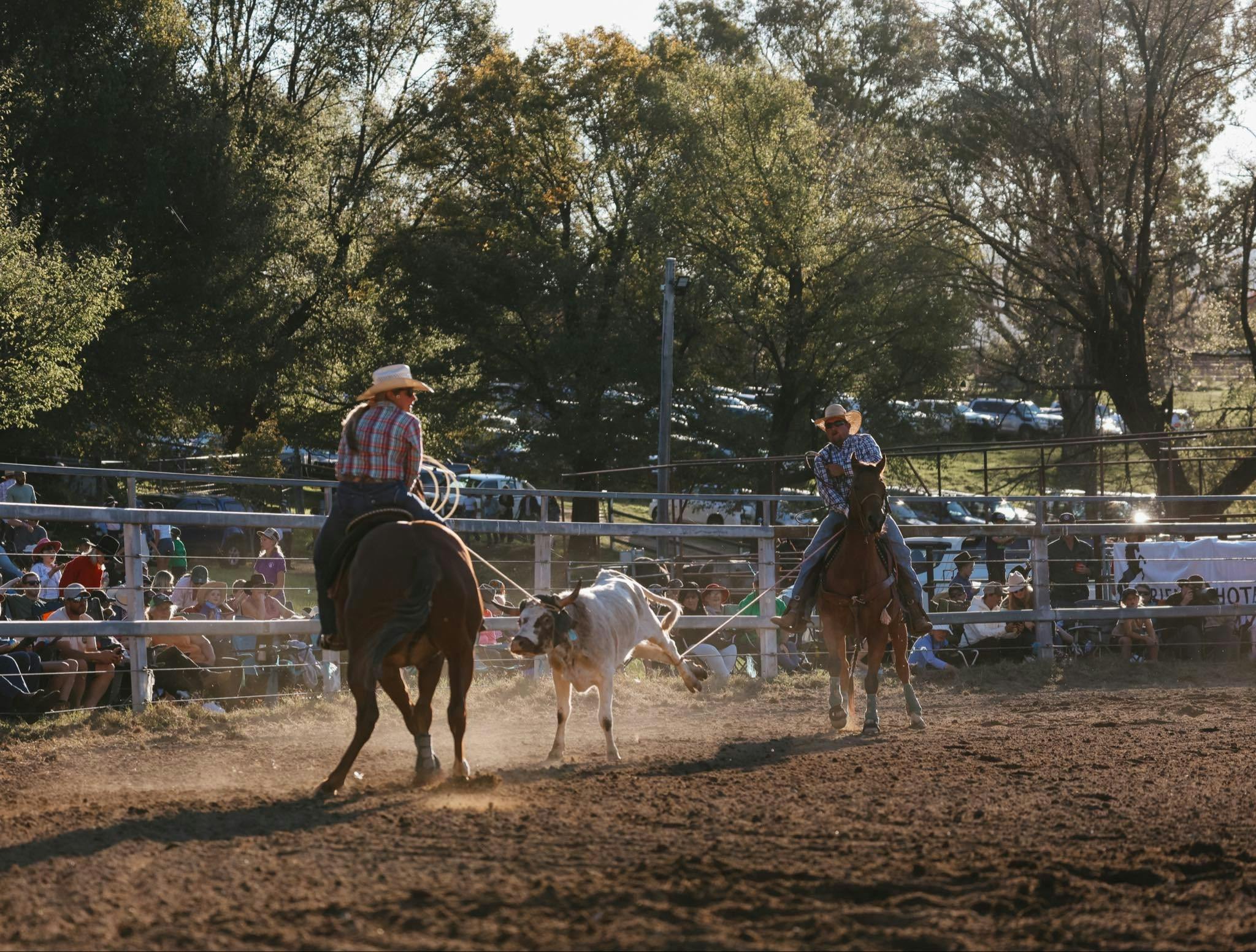 2 riders on horses lassoing a calf