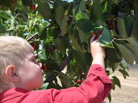 Cherry picking