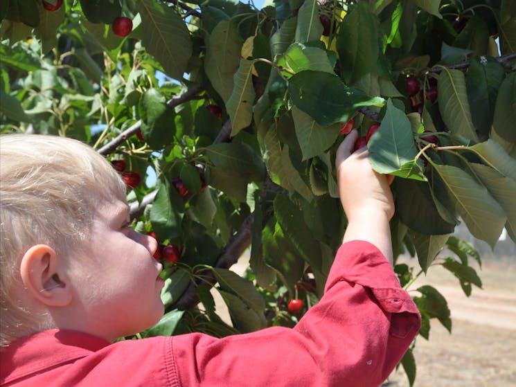 Cherry Picking at Roth Family Orchard Mudgee NSW Holidays