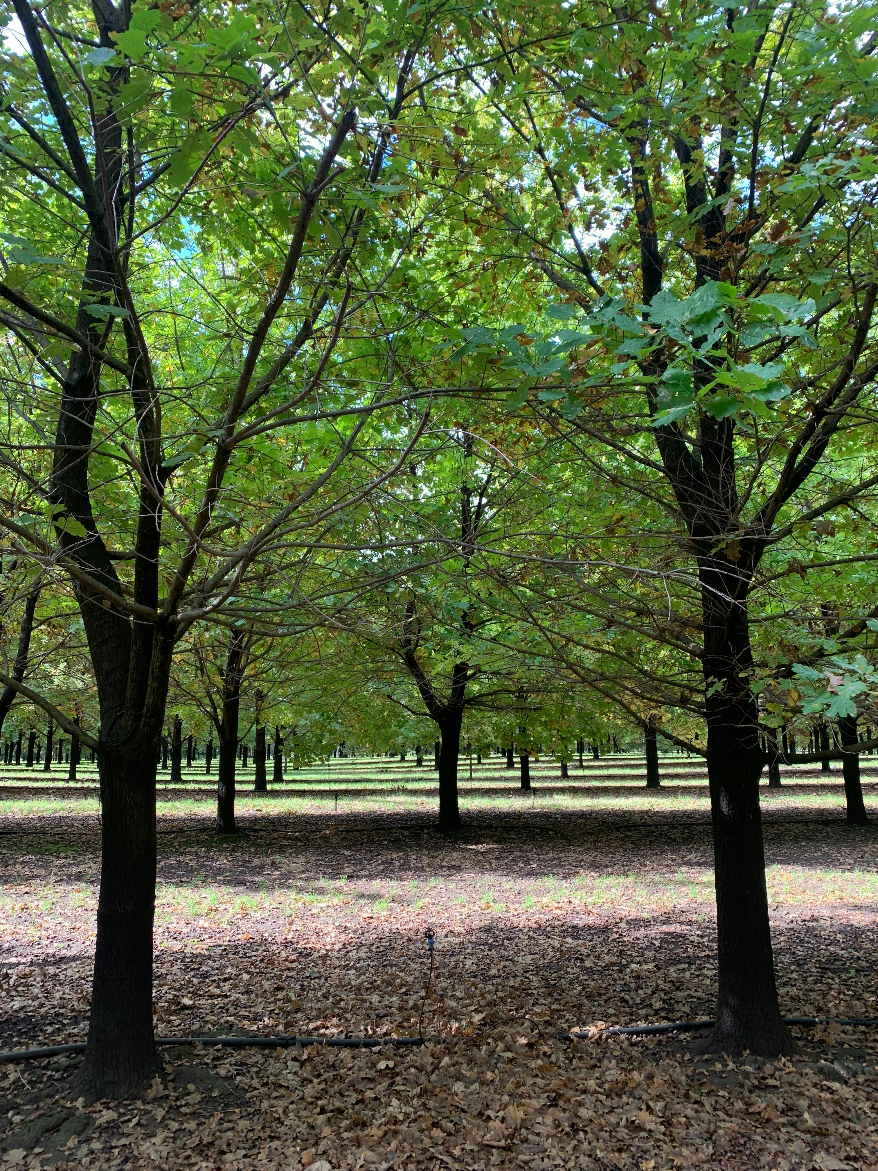 OakShade Truffle trees