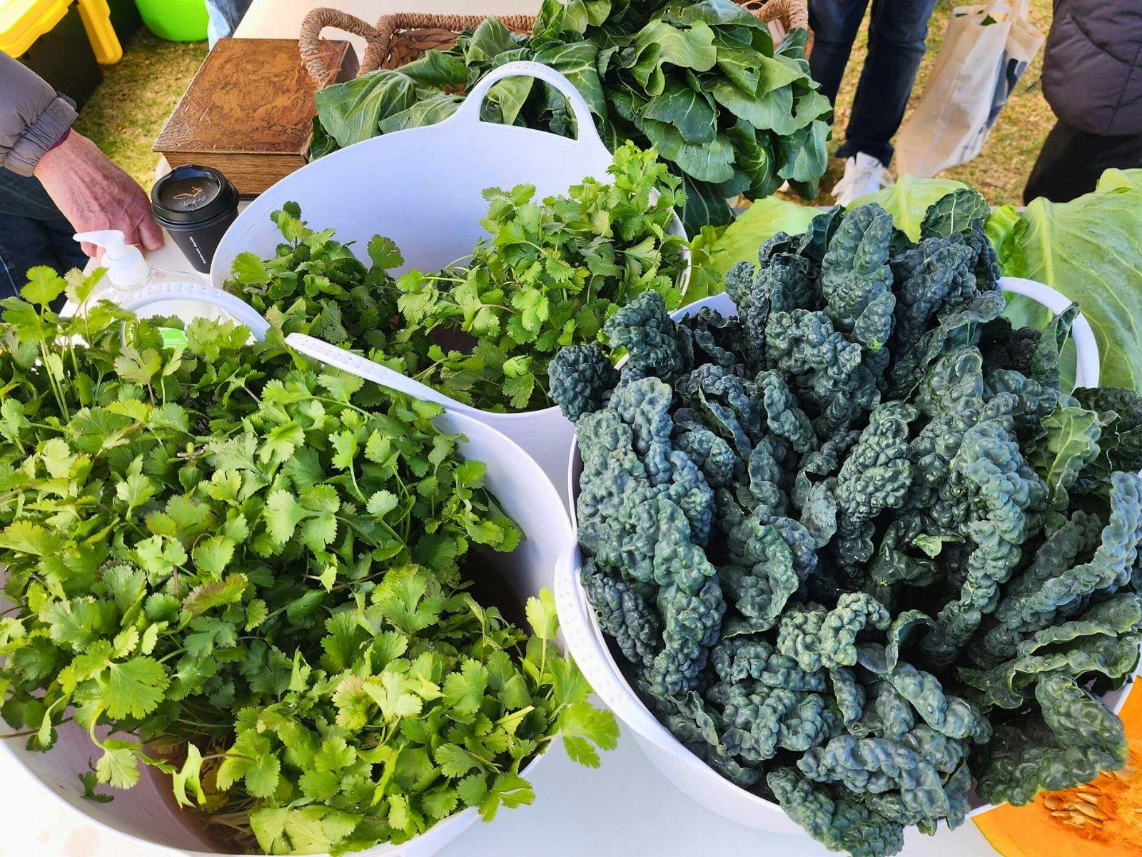 Tubs of Fresh coriander and kale in white buckets at market stall
