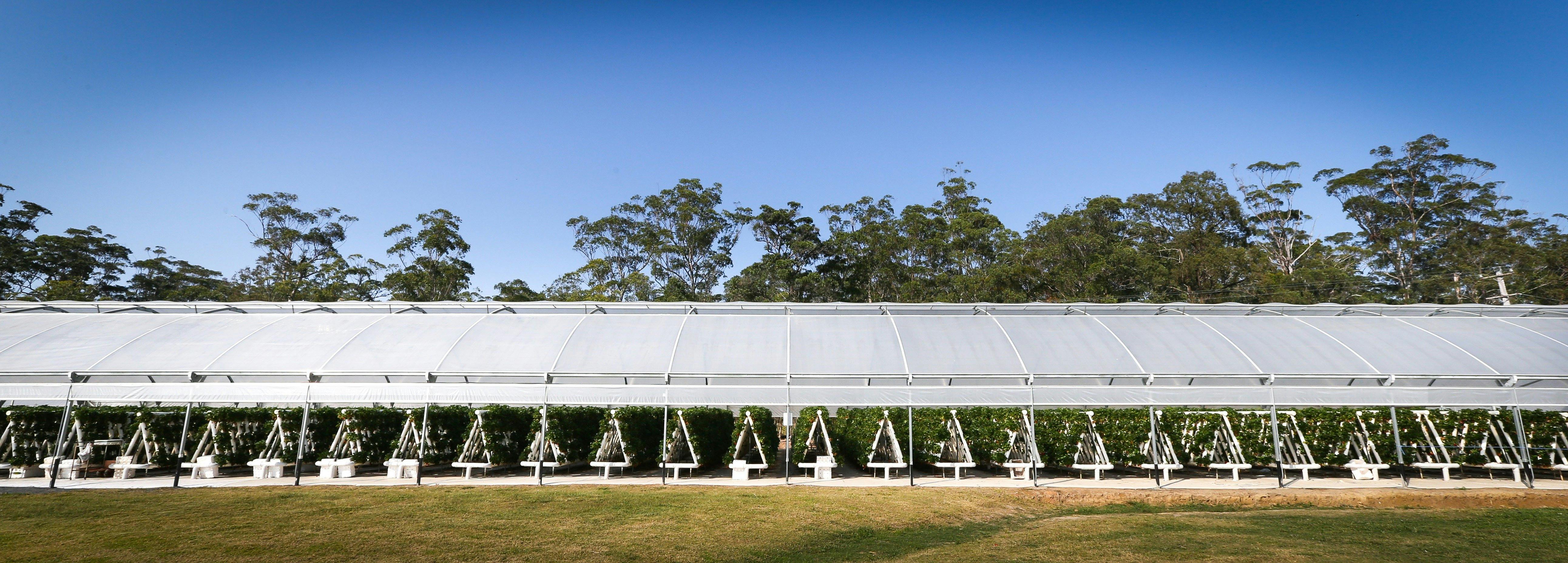Pick from row upon row upon row of fragrant strawberry avenues , under shelter from poor weather