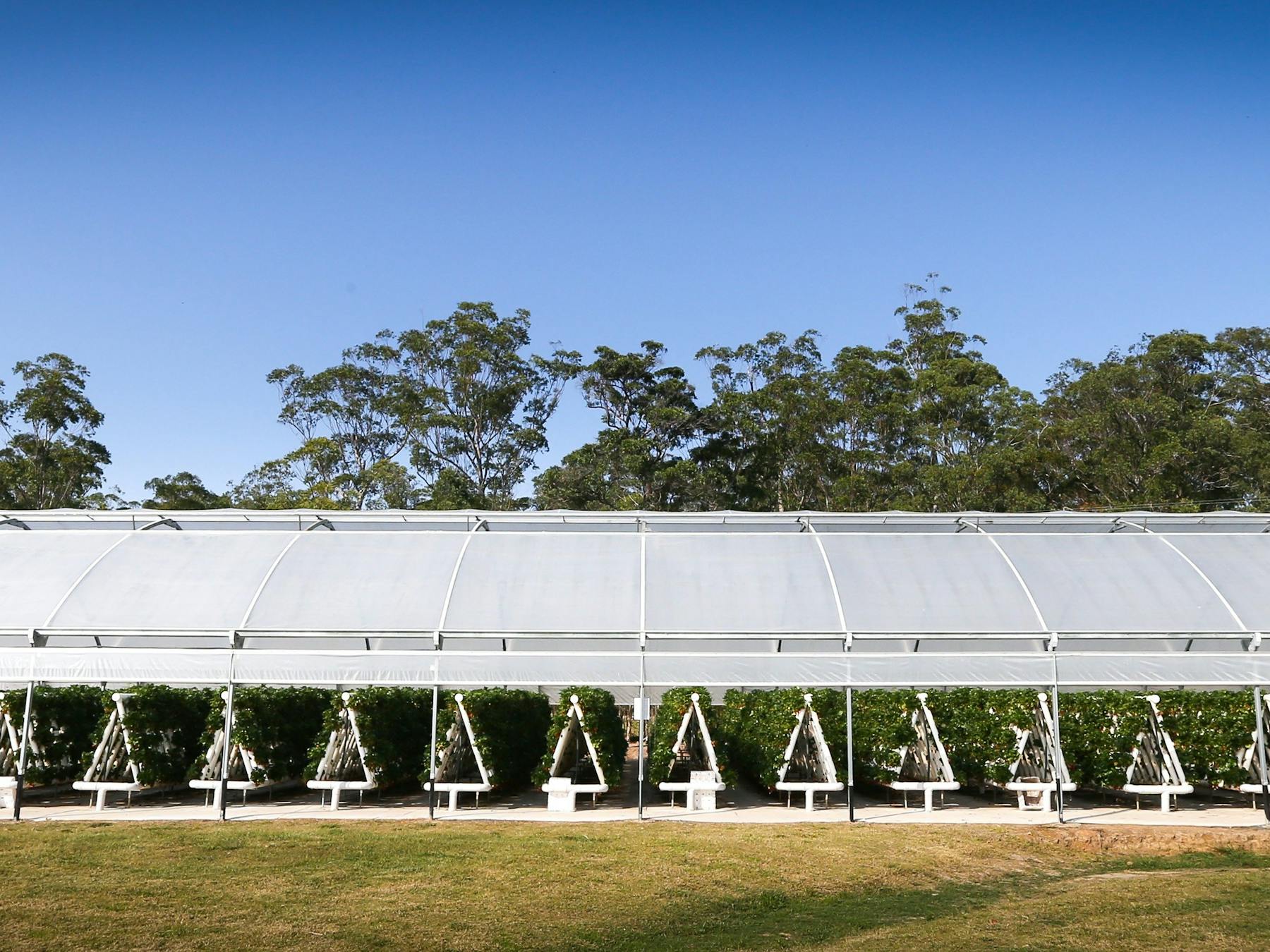 Pick from row upon row upon row of fragrant strawberry avenues , under shelter from poor weather