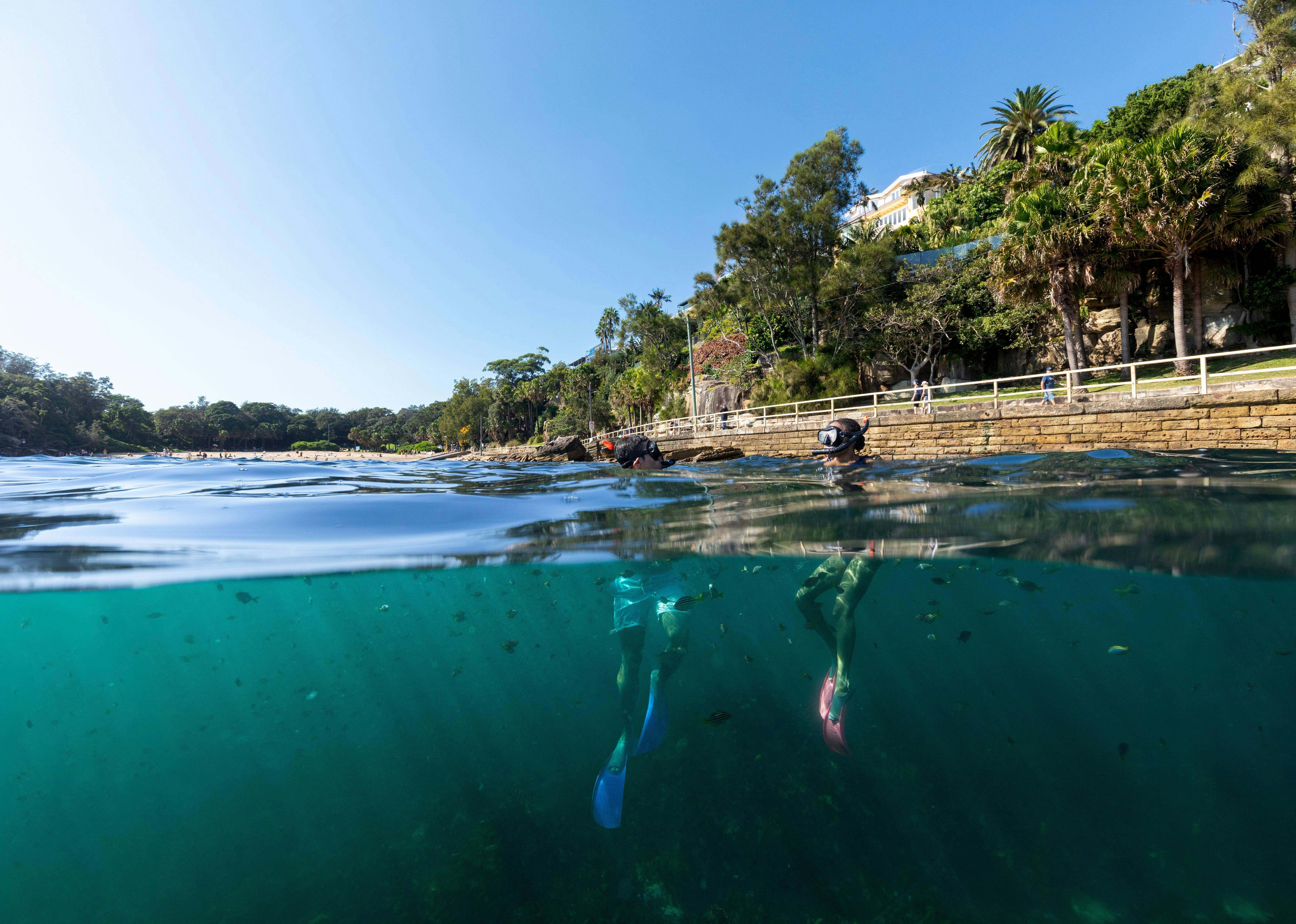 Schnorcheltour am Shelly Beach in Sydney