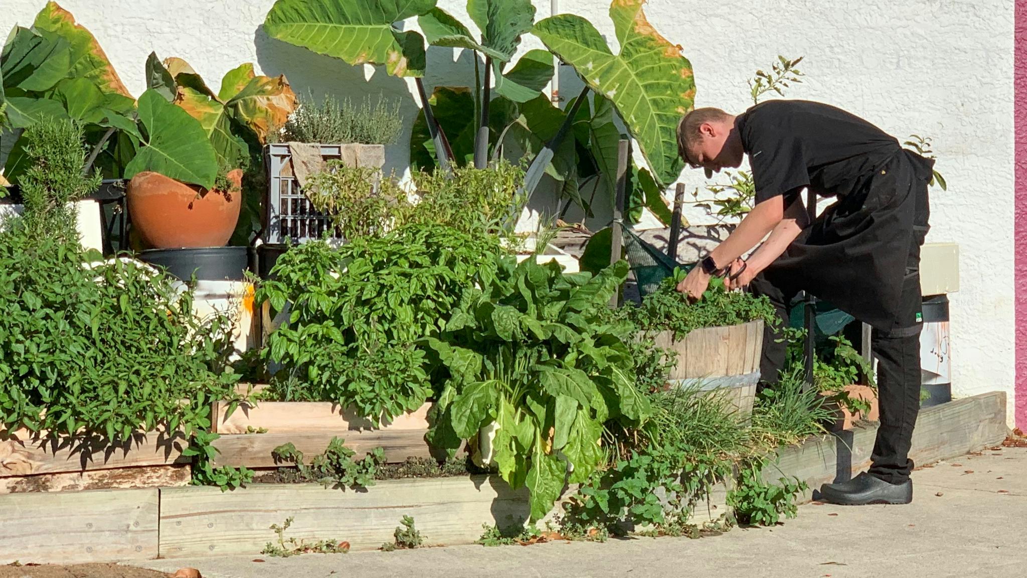 One of our chefs snipping herbs from our little herb garden out the front of our restaurant.