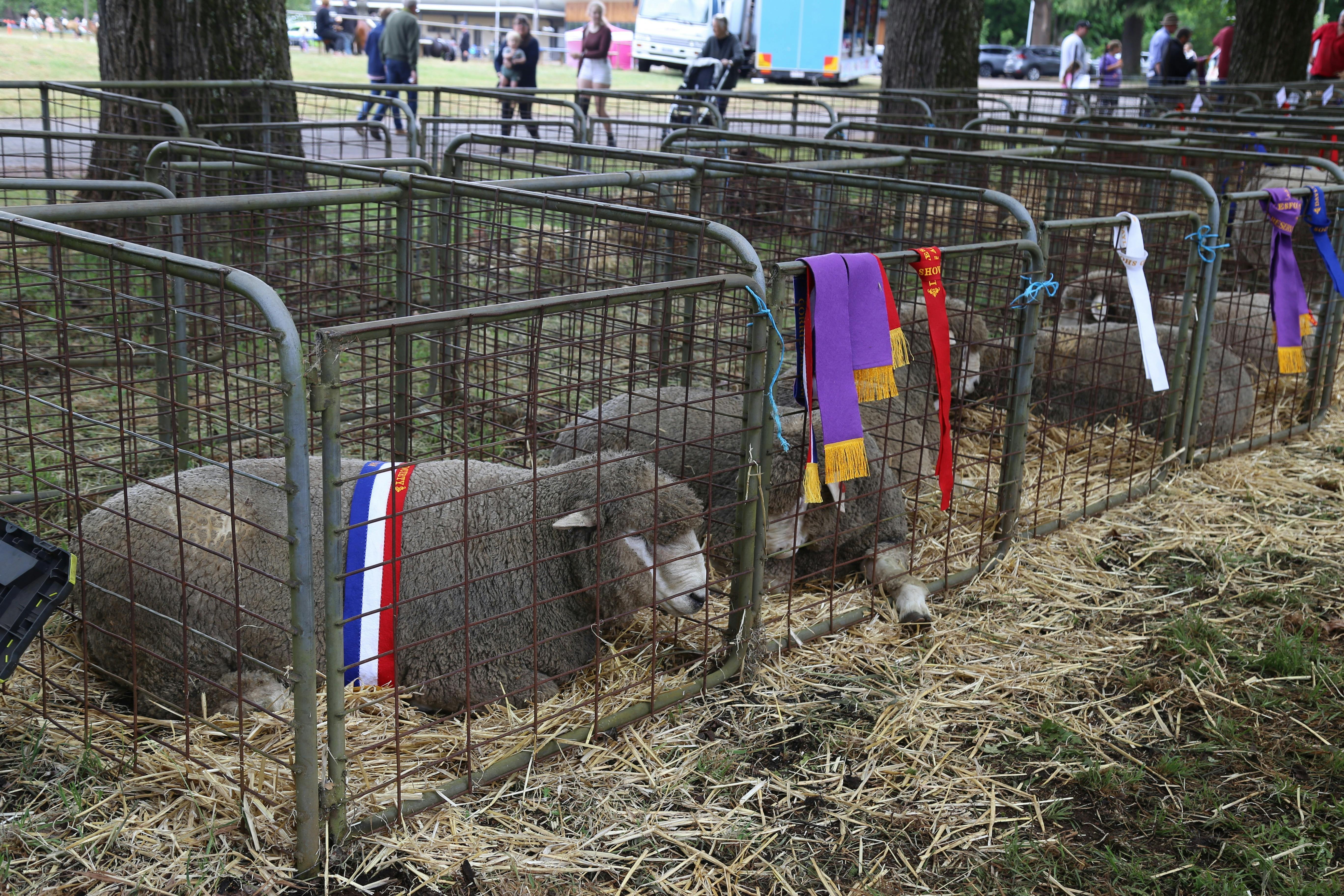 Sheep laying down with championship ribbon draped over