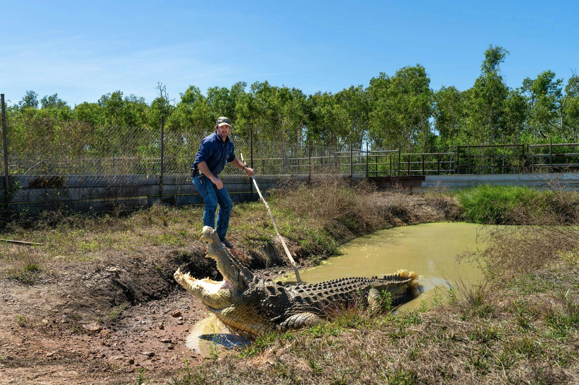 Crocodile Encounters