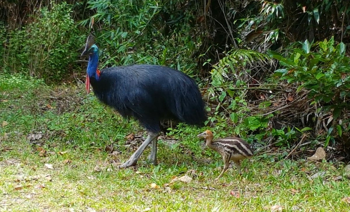 sightseeing tour daintree