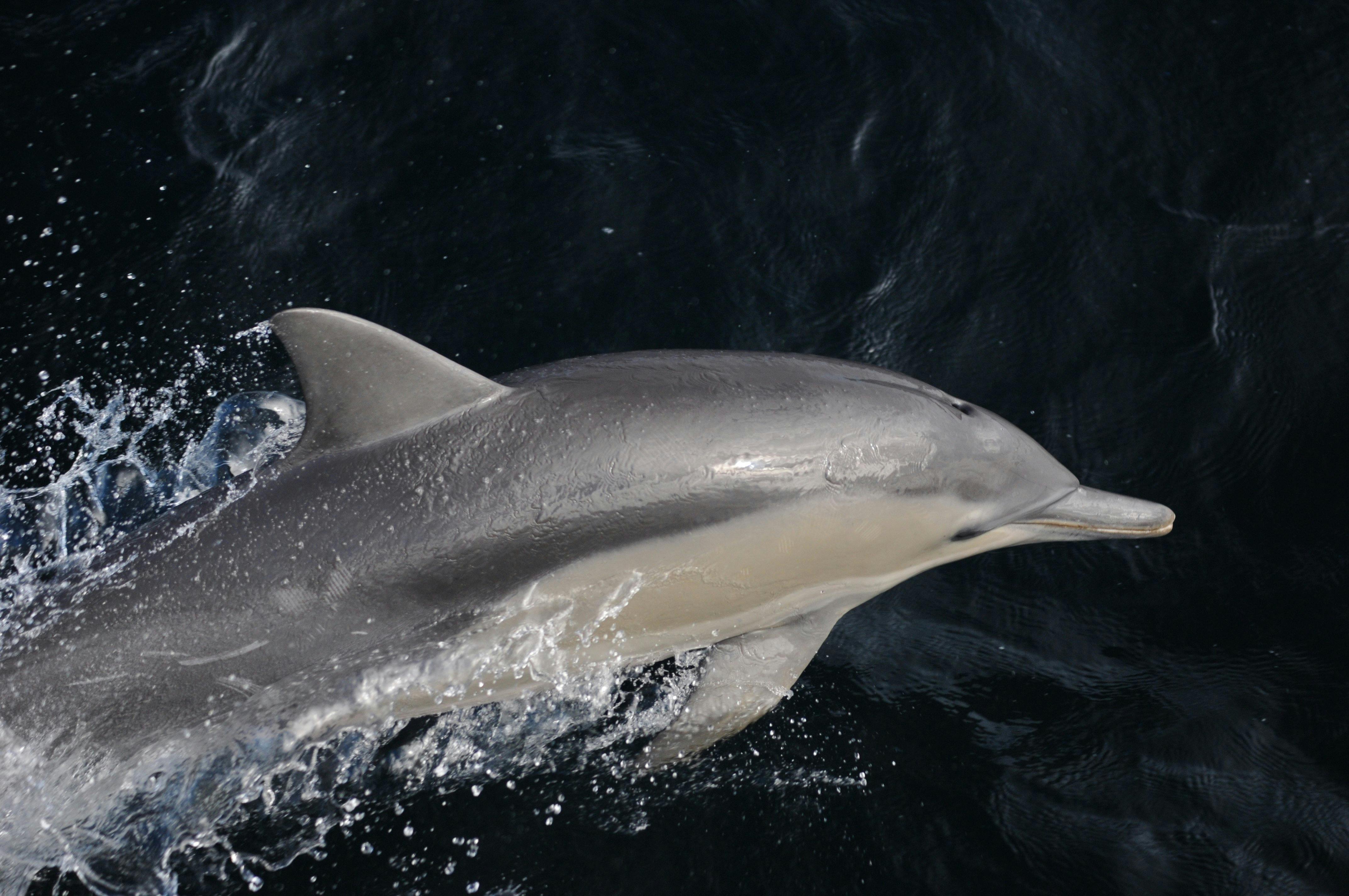 Oceanic Bottlenose Dolphin
