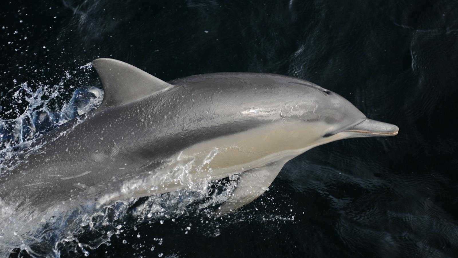 Oceanic Bottlenose Dolphin