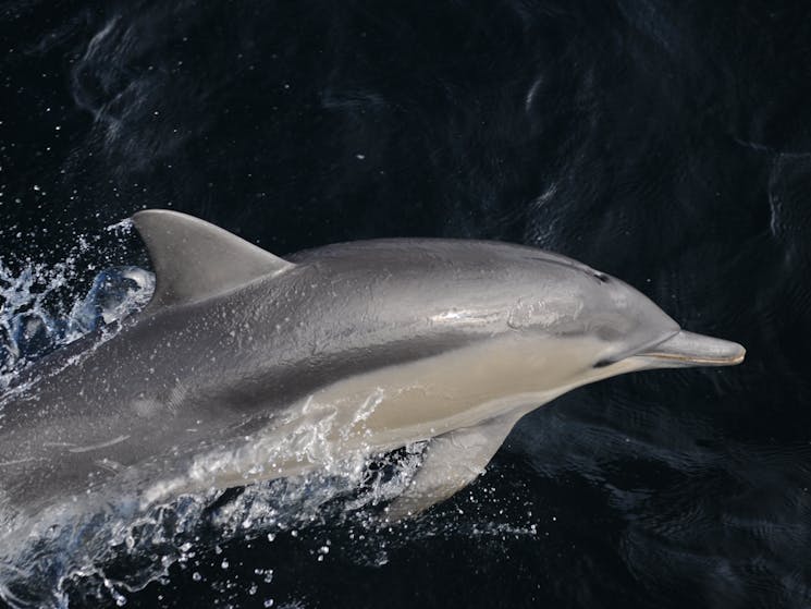 Oceanic Bottlenose Dolphin