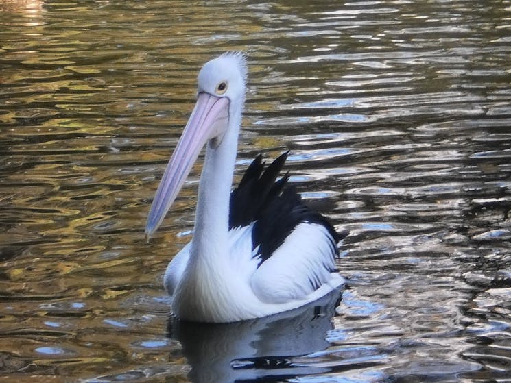 Pelicans are regular visitors.