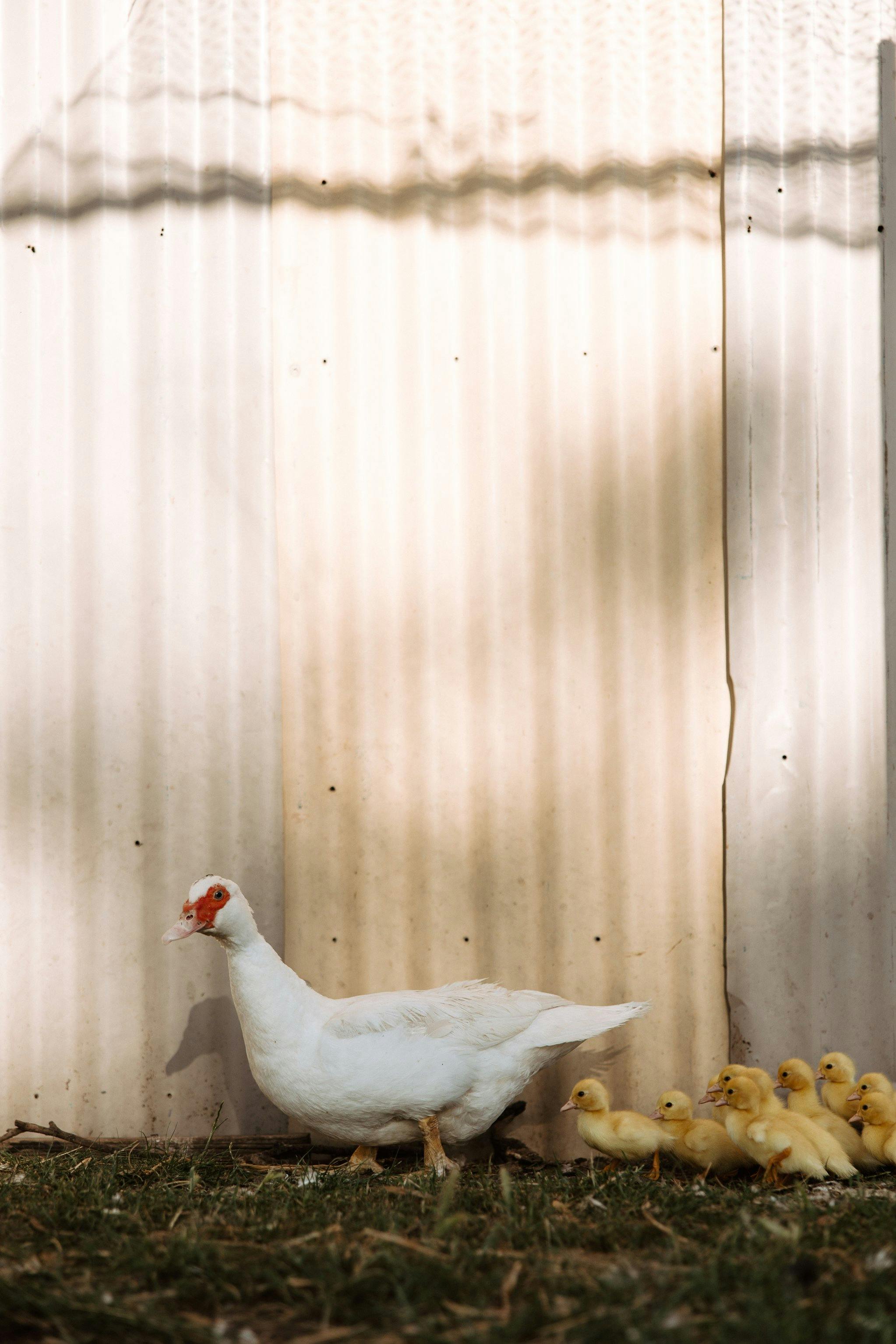 Mother duck leading her ducklings