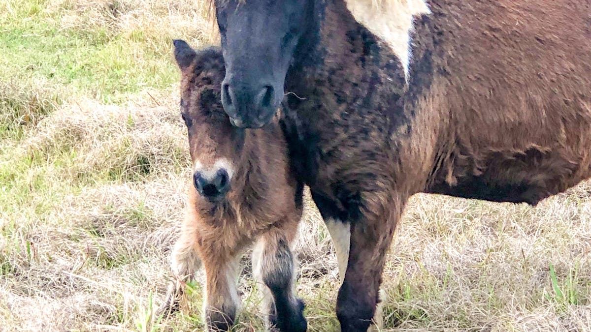 Our Farm Animals