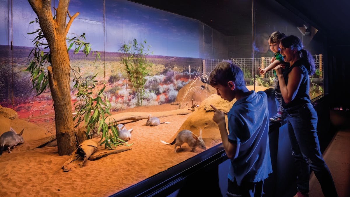 Bilbies at Ipswich Nature Centre