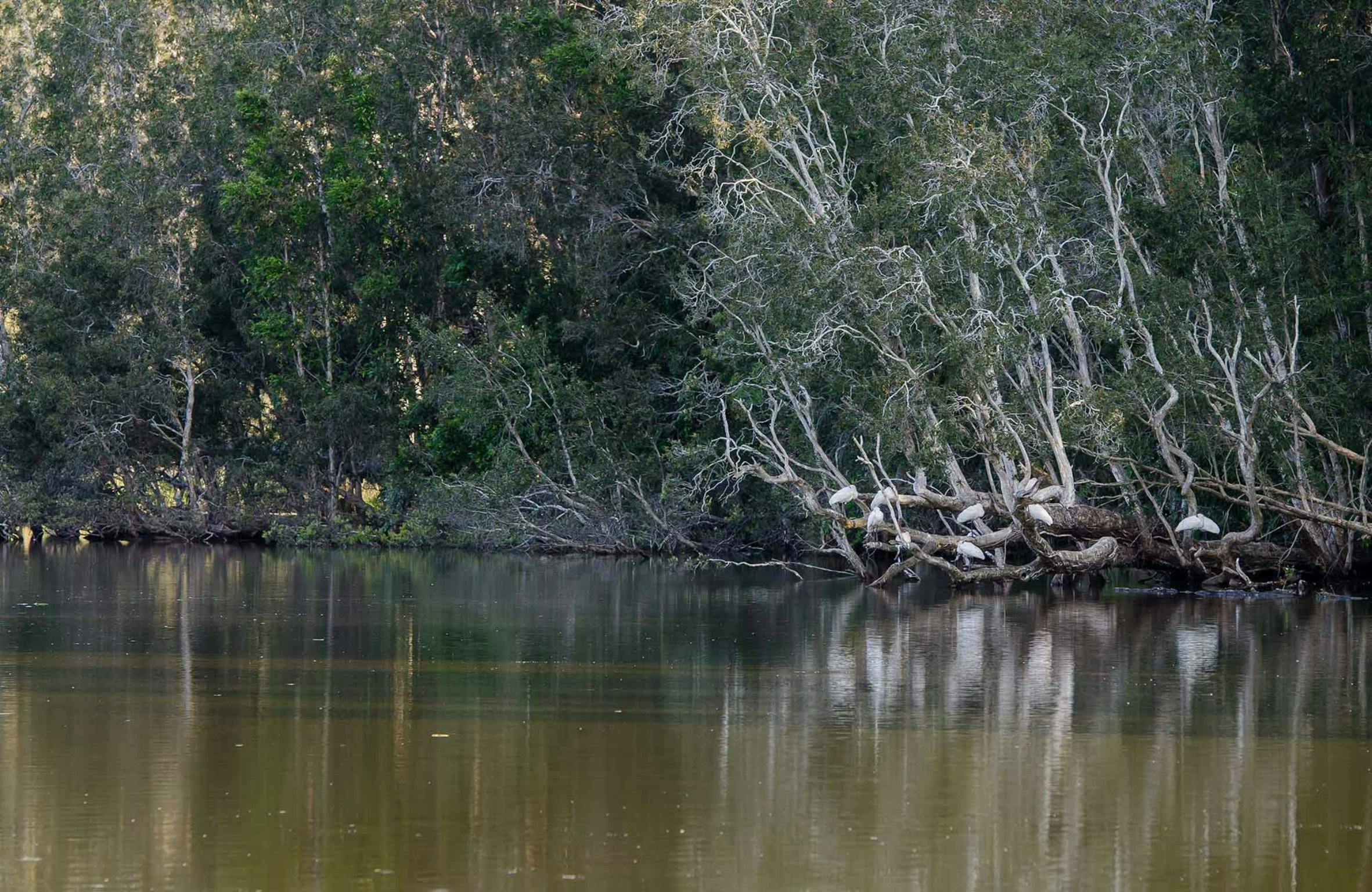 Seaham Swamp walk, Seaham Swamp Nature Reserve. Photo: John Spencer