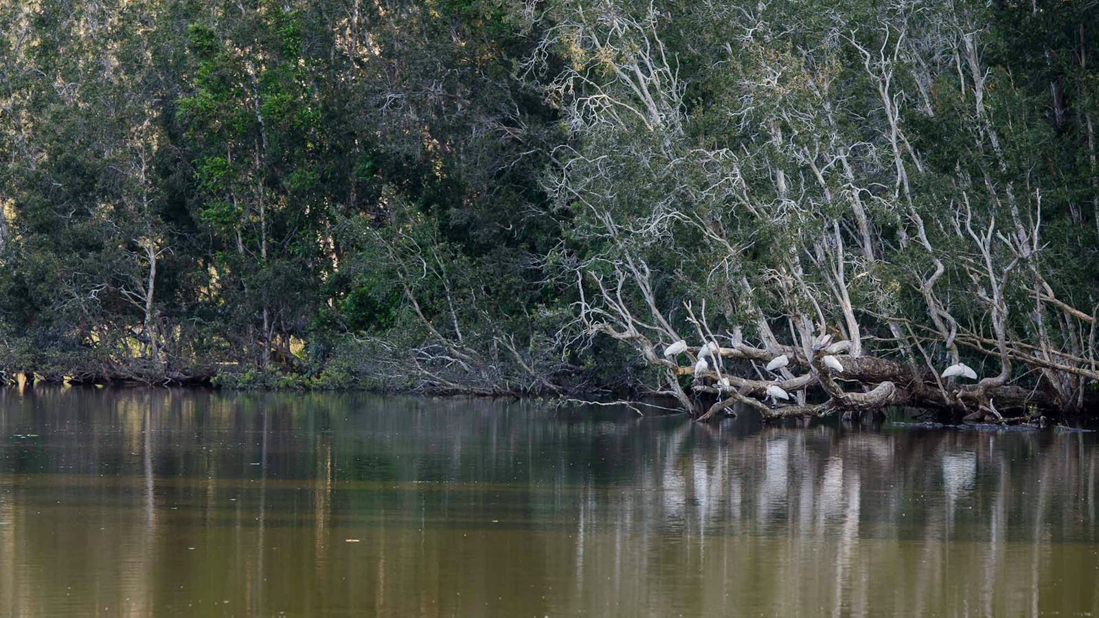 Seaham Swamp Walk
