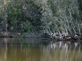 Seaham Swamp Walk