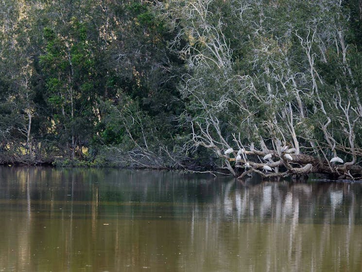 Seaham Swamp walk, Seaham Swamp Nature Reserve. Photo: John Spencer