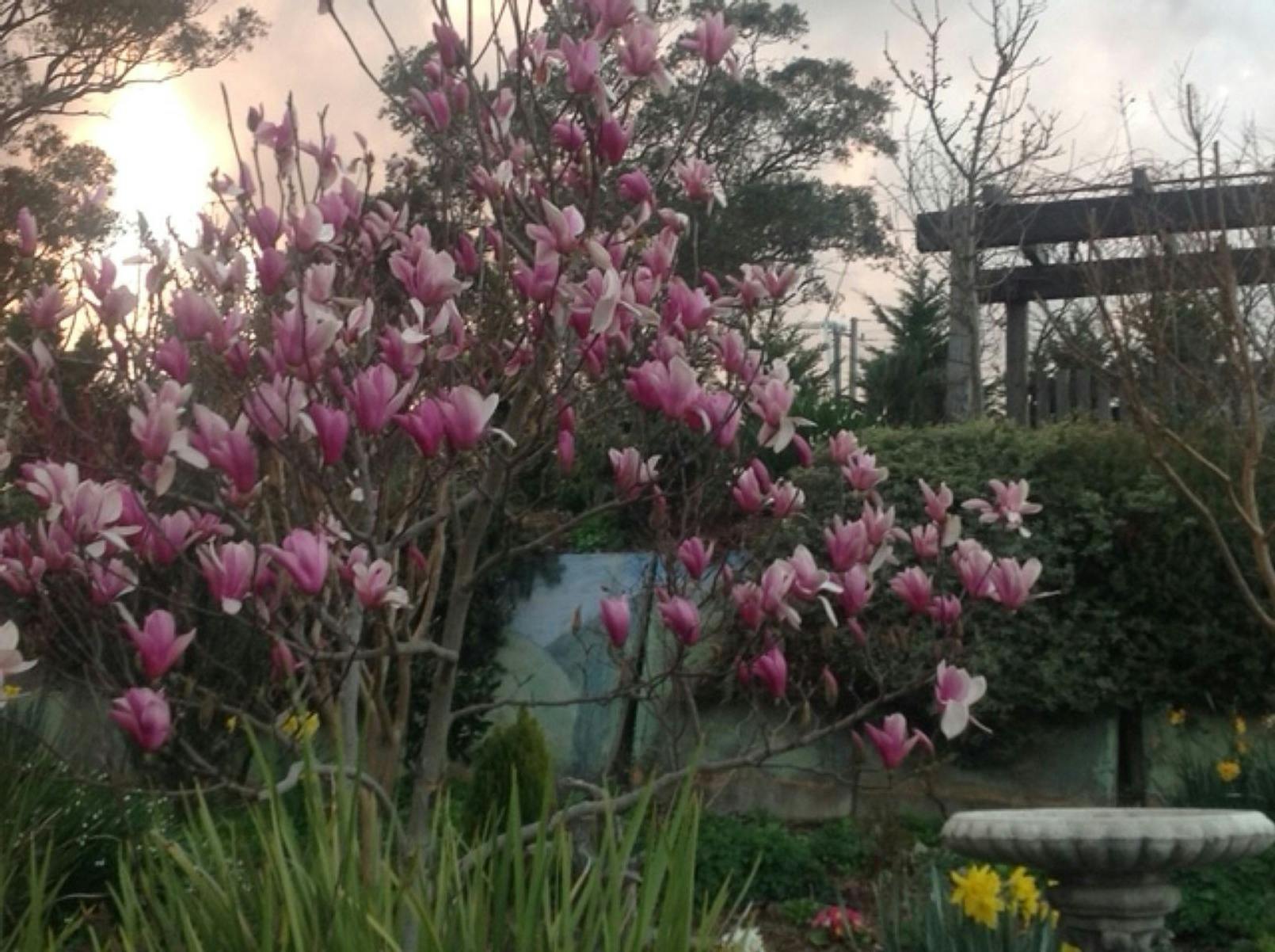 Beautiful flowering trees at Kanimbla Park