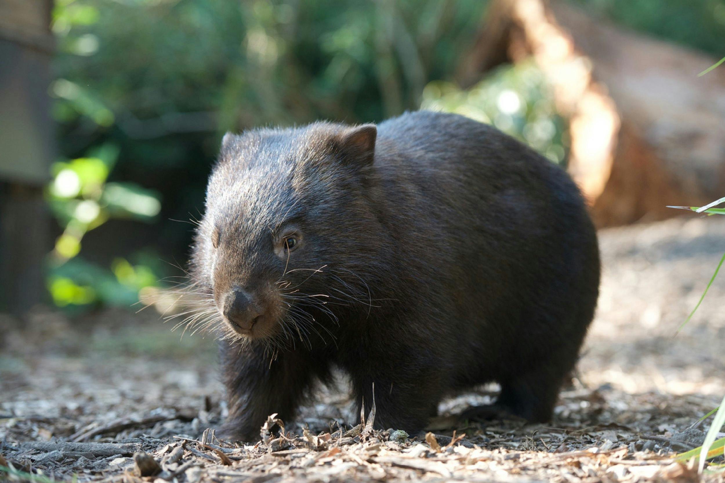 Common Wombat