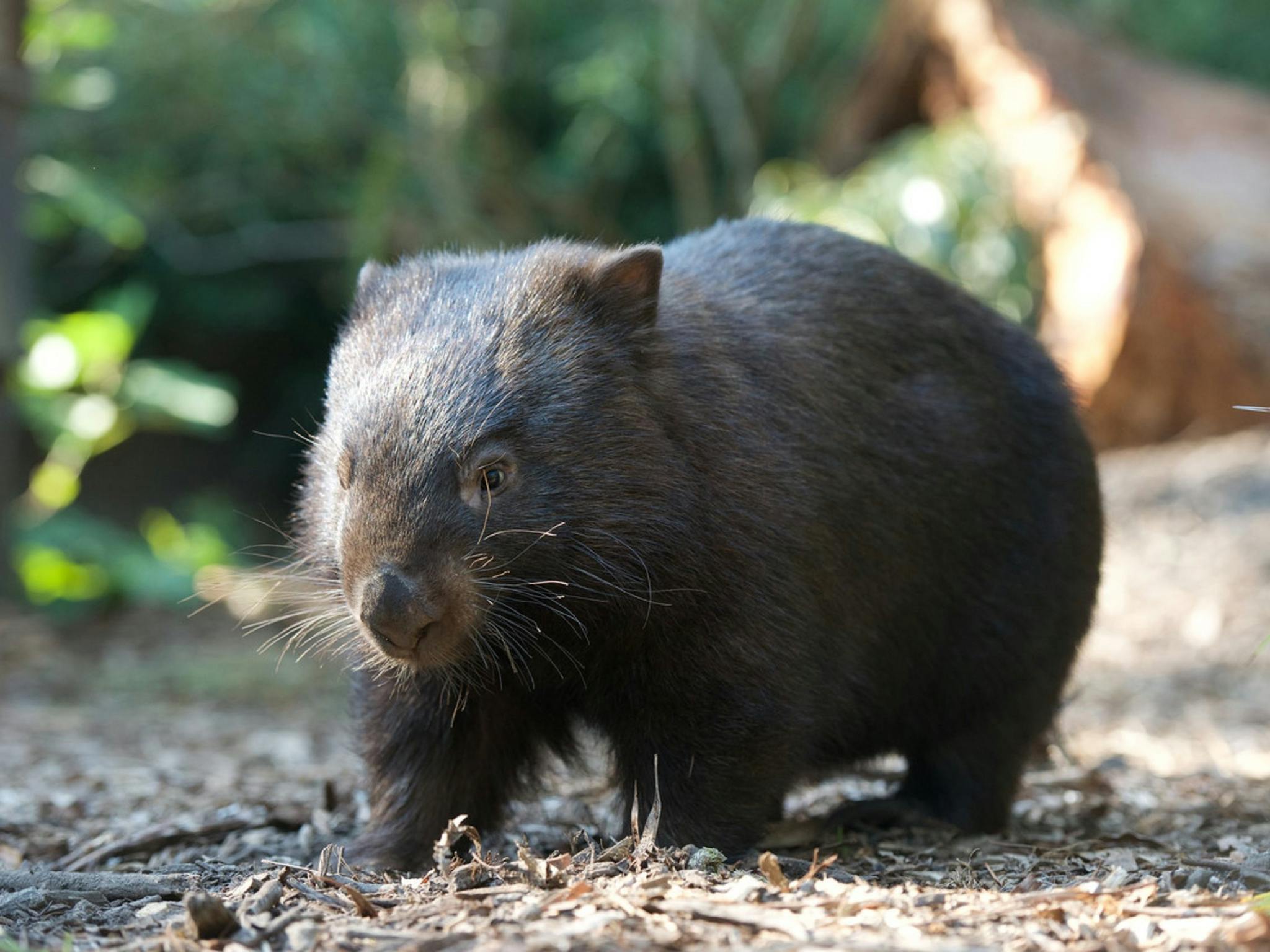 Common Wombat