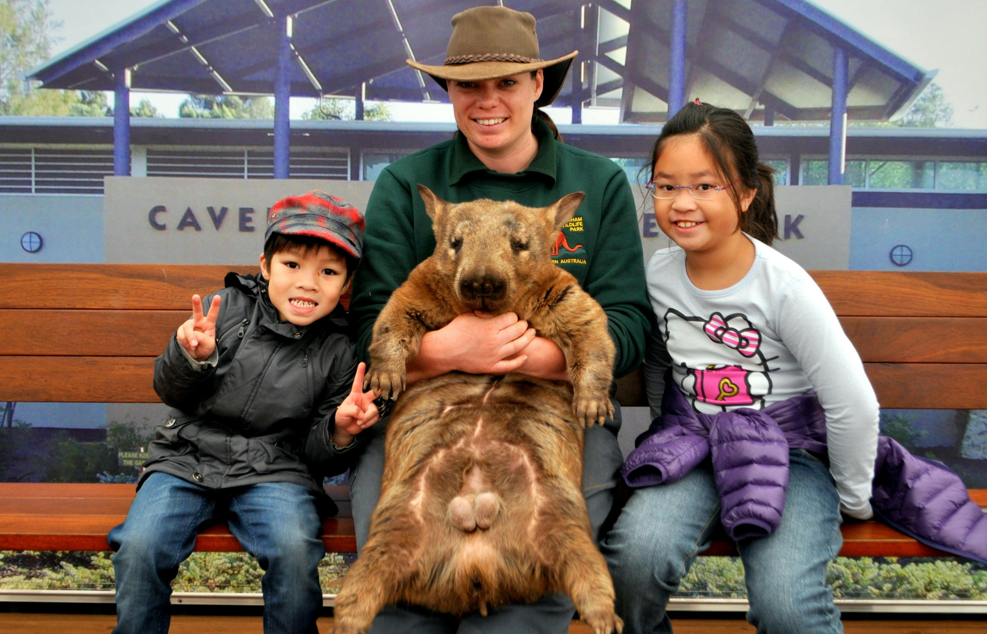 Meet a Wombat