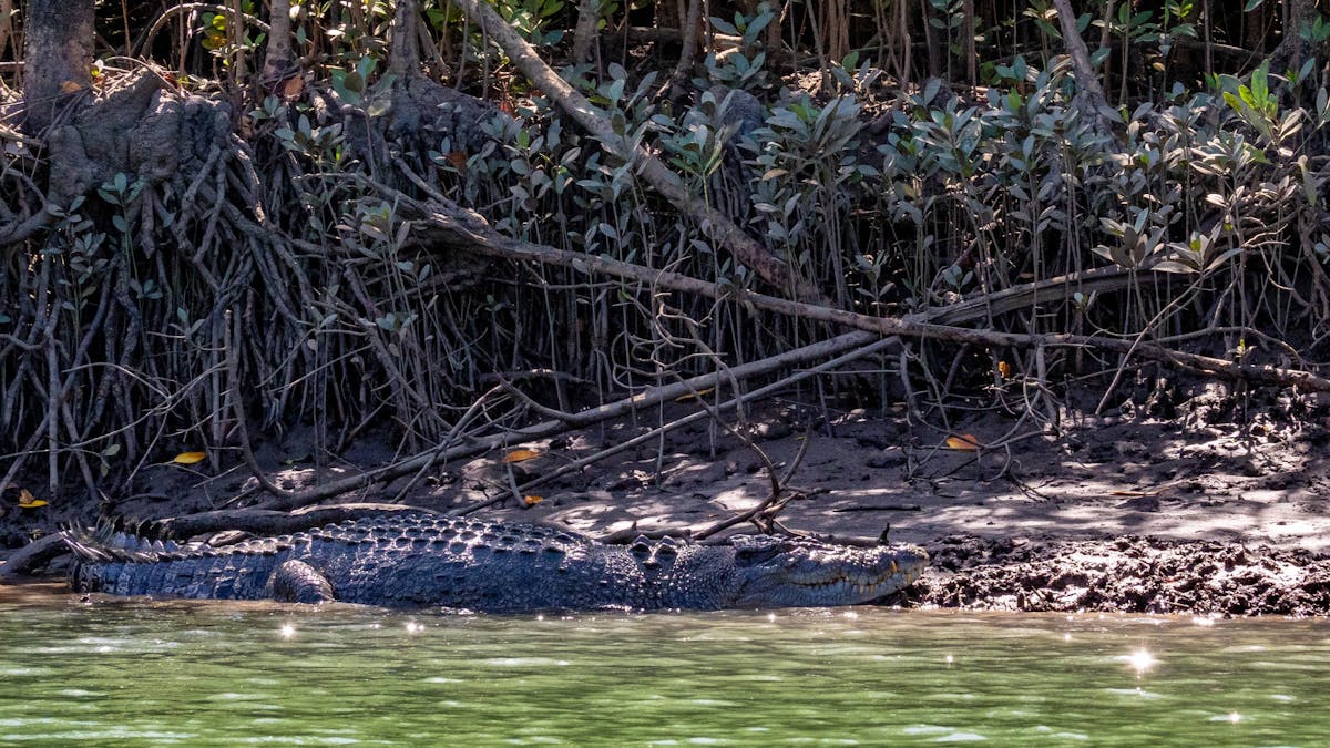 Crocodile spotting on the Cooper Creek