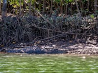 Crocodile spotting on the Cooper Creek
