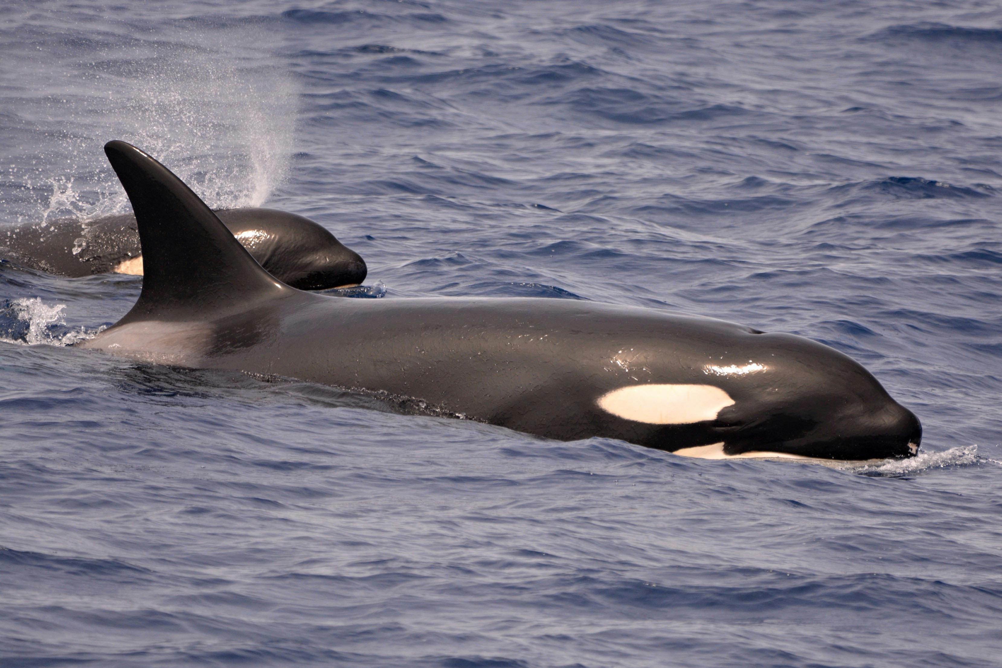 Bremer Canyon Orca Experience Whale Watch Western Australia