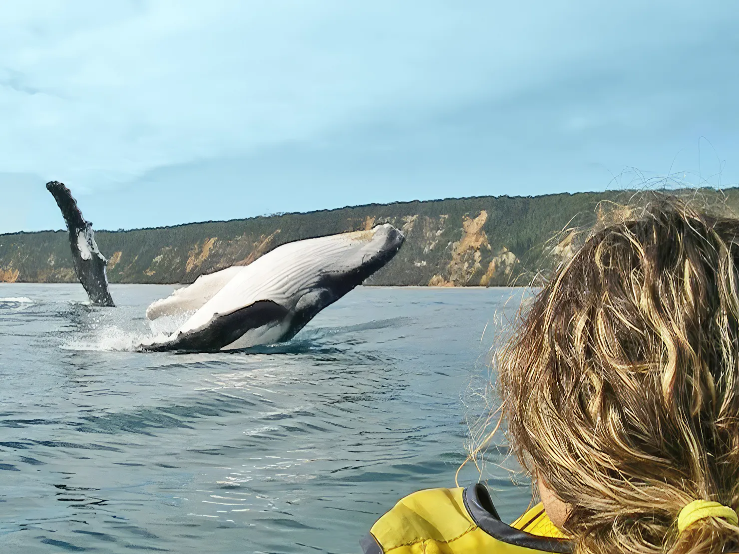 whale watching rainbow beach
