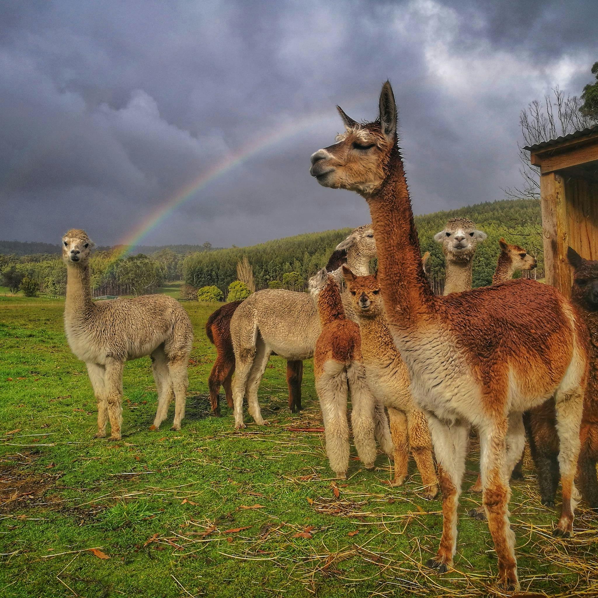 Yimarra Farm