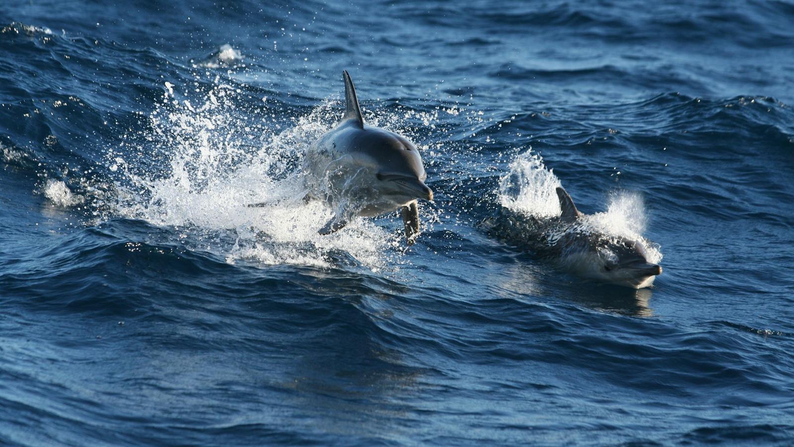 Dolphins in Port Stephens