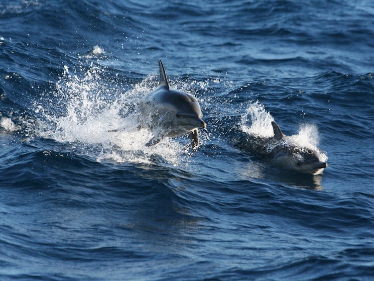 Dolphins in Port Stephens