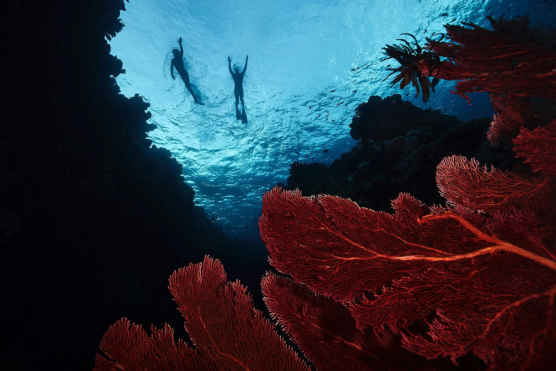 Snorkel the Rowley Shoals