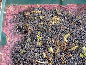 Luscious purple colours of our Shiraz