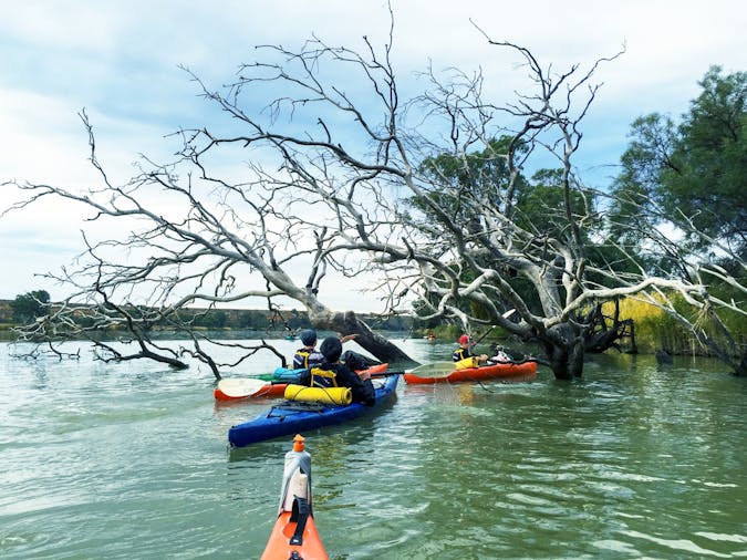 Little Bunyips Dolphin Sanctuary Kayaking Adventure